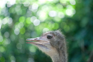 20090423 Singapore Zoo  28 of 97 